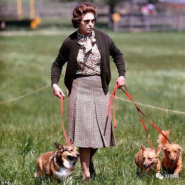 英国女王的柯基去世，她说再也不会养狗了…… - 6