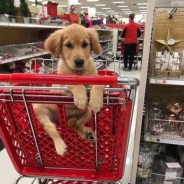 最近狗子们也爱上逛超市了，你家附近的超市允许它们进去吗？ - 4