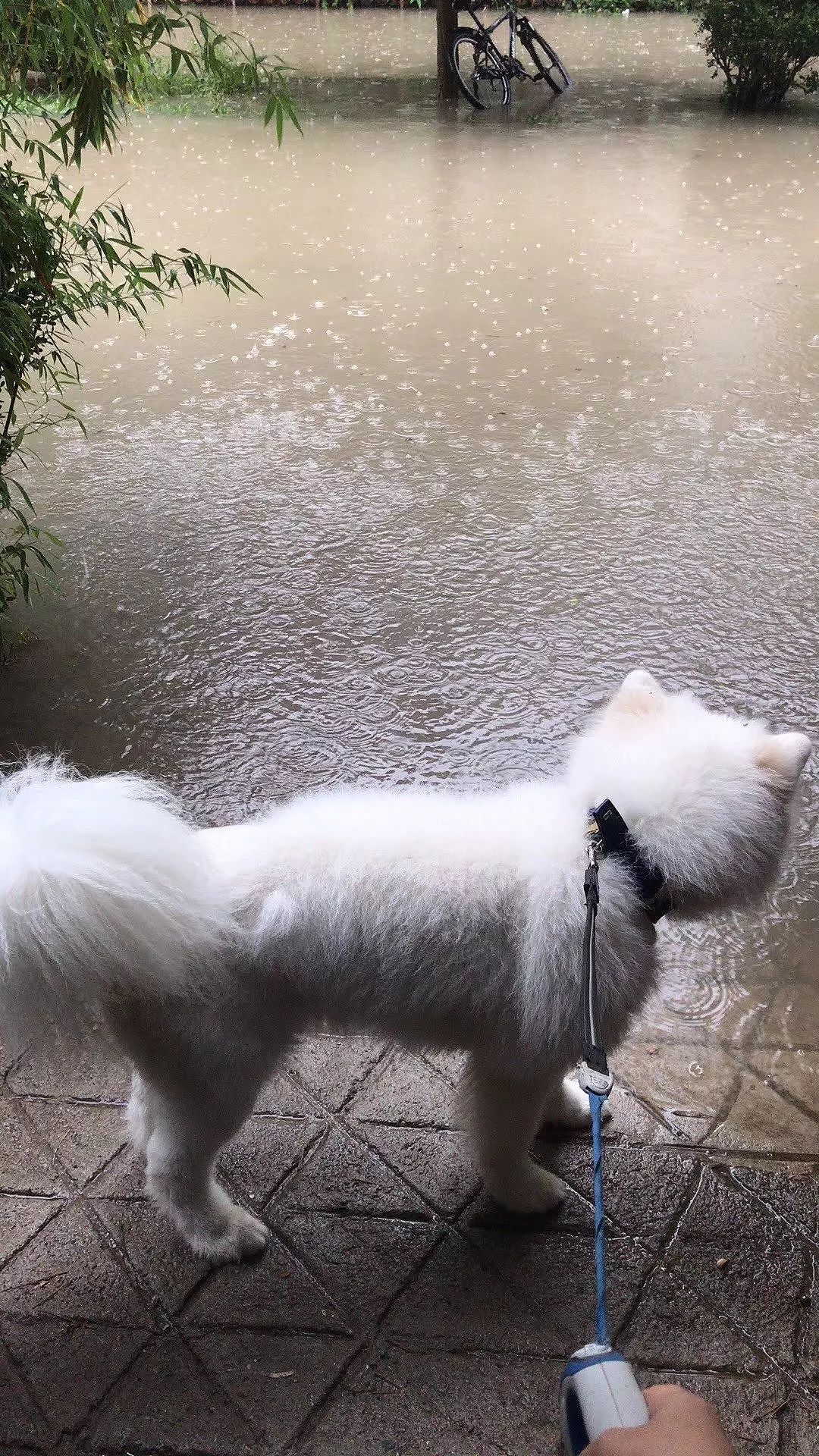 暴雨这几天，你家楼下可以带狗子游泳了吗？ - 5