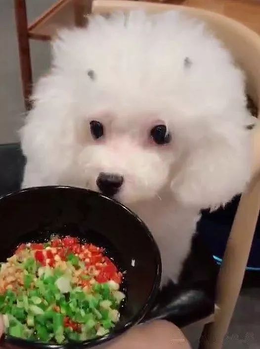 网友带带狗狗去陪自己吃火锅，能看不能吃的它委屈哭了…… - 3