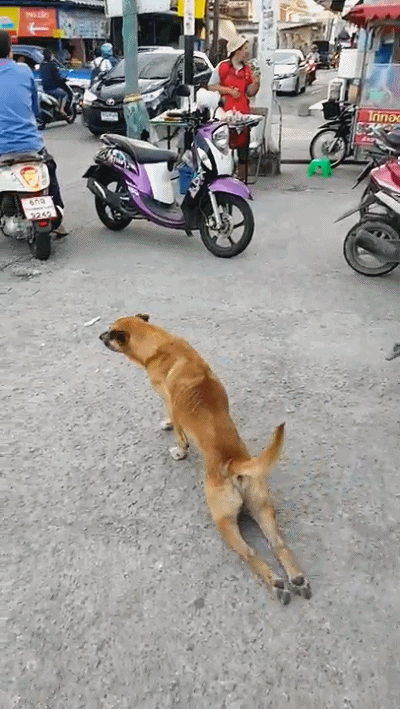泰国一只流浪狗因为演技太好火了，被网友称作“狗中影帝”！ - 19