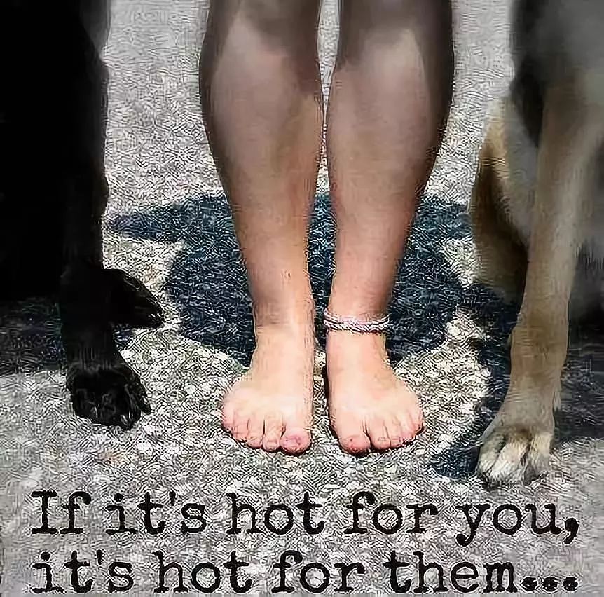 入伏地表温度大都在60度以上，你家狗子的脚爪还好么？ - 8