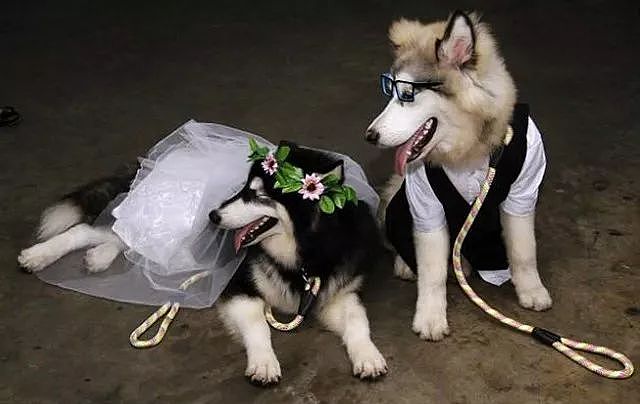那个火遍朋友圈的单身狗终于结婚了，而且还有了孩子…… - 10