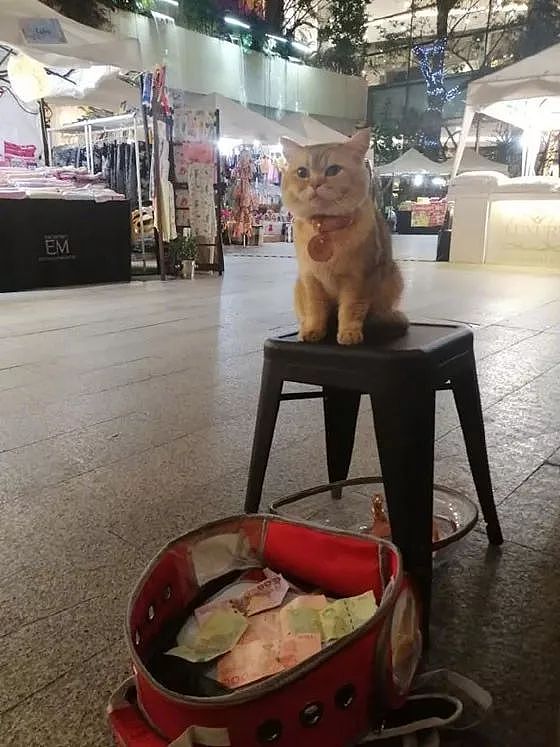网友在泰国街头拍到一只猫站在街上卖艺，居然还有人投钱！ - 3