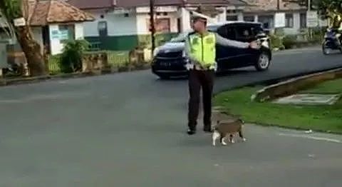 这位交警遇到一只猫要过马路，他的举动让人想点赞... - 6