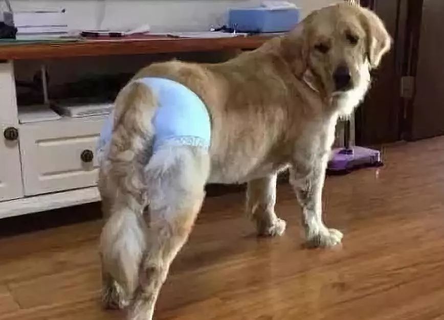 狗狗来“大姨妈”，穿上网友自制的生理裤，总觉得哪里不太对…… - 11