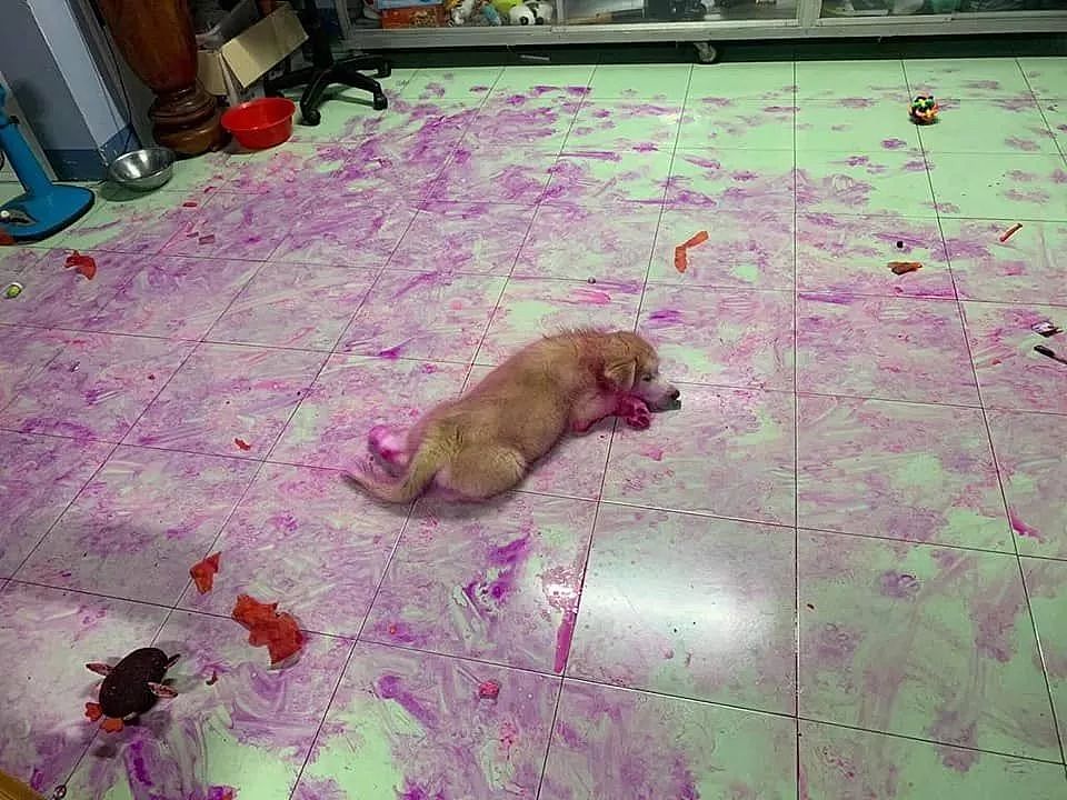狗砸用火龙果给家里地板打蜡，主人：要崩溃了…… - 2
