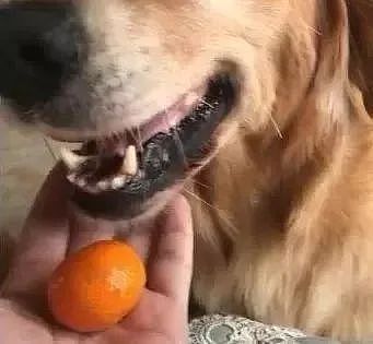 大金毛偷吃橘子，以为就偷了一个，结果它一张嘴... - 2