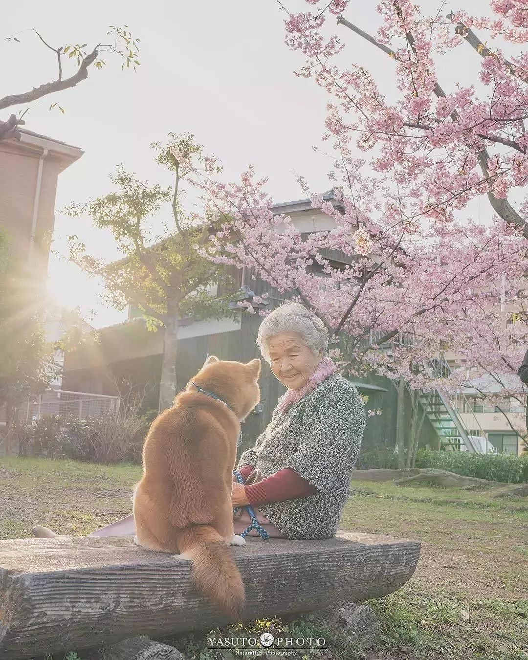 暖心！日本摄影师镜头下的奶奶和柴犬，这组照片治愈了无数网友…… - 6