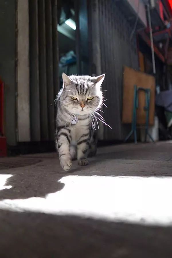主人拍下猫在街头的霸气写真照，网友：竟然被一只猫帅到了！ - 4