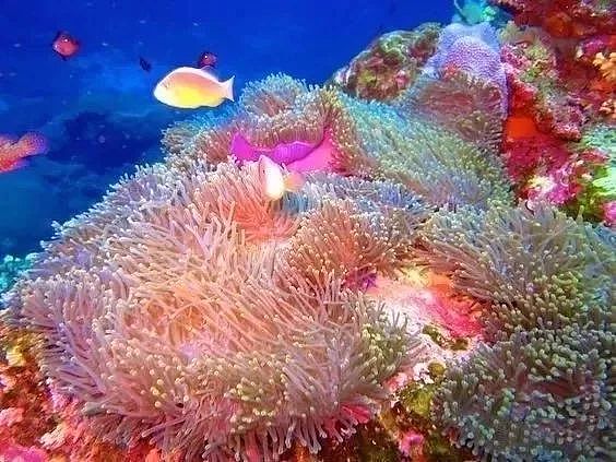 一年仅开放150天！泰国唯一敢叫板马代的潜水圣地，又开岛了！ - 9