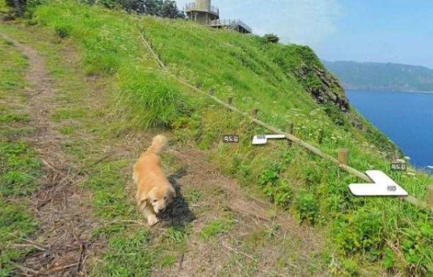 谷歌推出了Dog View，下次去日本就是这只萌萌的秋田带你导航了！ - 1