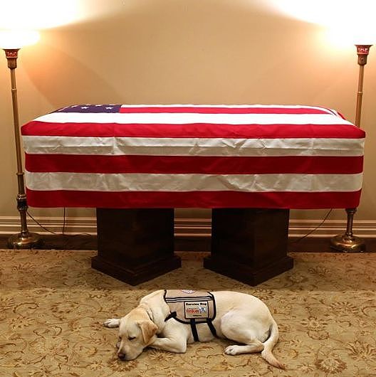 美国前总统老布什去世，他的狗狗趴在灵柩前久久不肯离去... - 1