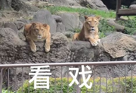 十一区动物园里，一只“狮子”的出逃 - 9