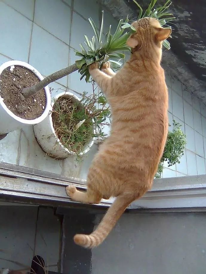橘猫偷吃盆栽被主人发现了，它不但没逃跑，还生气骂人，笑裂！ - 2