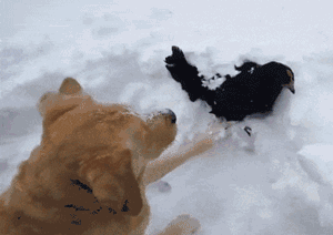 金毛在雪地玩耍，看到一只鸡被困在雪里，它竟然..... - 2