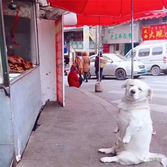 小胖狗每天在卤肉摊前卖萌等肉吃，没想到还火到了日本…… - 2