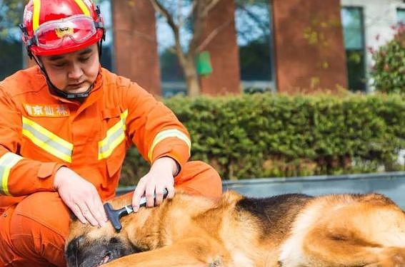 参与过汶川地震救援的最后一只搜救犬去世，“沈虎，愿你一路走好…” - 6