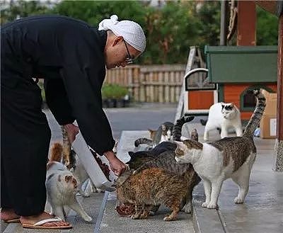 日本猫寺里住着30多只猫，竟比僧人还多，又想骗我去当和尚？ - 12
