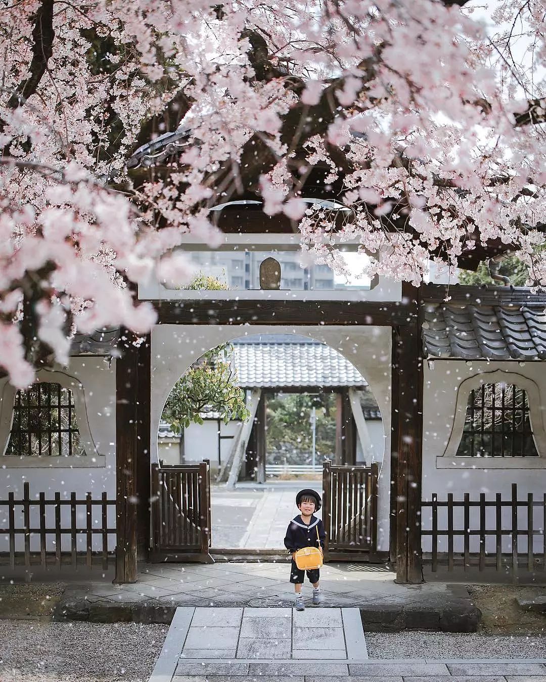 日本妈妈偷拍樱花树下的儿子，美成宫崎骏童话，治愈无数人 - 6