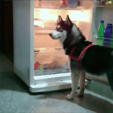 天太热了，有的狗狗钻冰箱，有的狗狗连水都没有…… - 12
