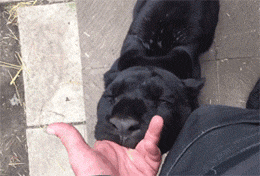 这只大黑猫特别喜欢允许主人的手指，这画面让人看了震惊... - 1
