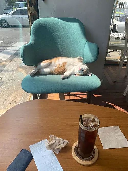 咖啡店老板约谈猫员工，一次严肃的会面，猫居然是这种态度！ - 2