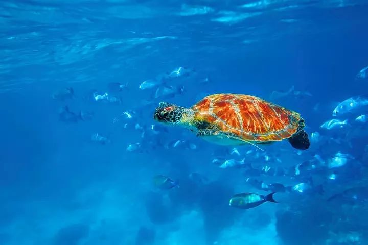 泰国唯一叫板马代的潜水圣地，一年只开放150天！ - 5