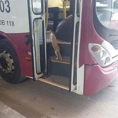 网友发现这只猫经常会自己坐公交车回家，神奇的是它还喜欢... - 2