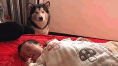 小宝宝脸朝狗狗的时候，它竟然笑了..... - 1