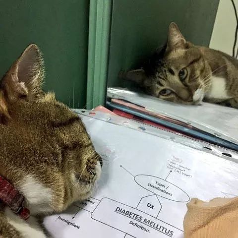 主人在做作业，猫非得趴在上面，这模样让人看后，笑屎了... - 4