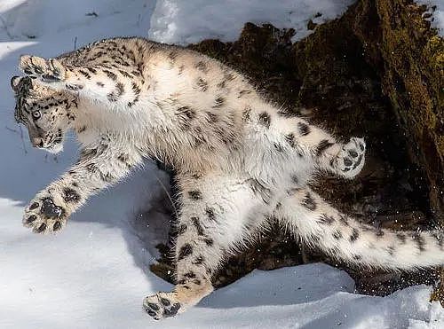 摄影师拍下雪豹跳起的瞬间，这模样，好沙雕哦！ - 2