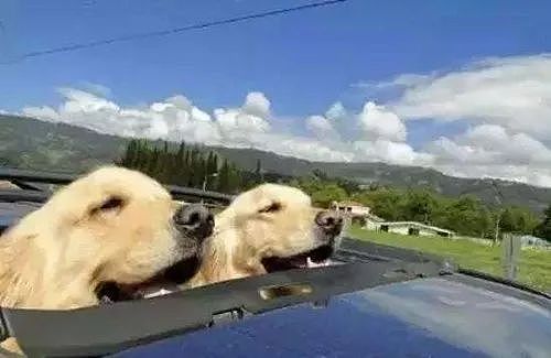 为什么狗狗坐车时喜欢将头伸出窗外？居然还有科学道理！ - 3