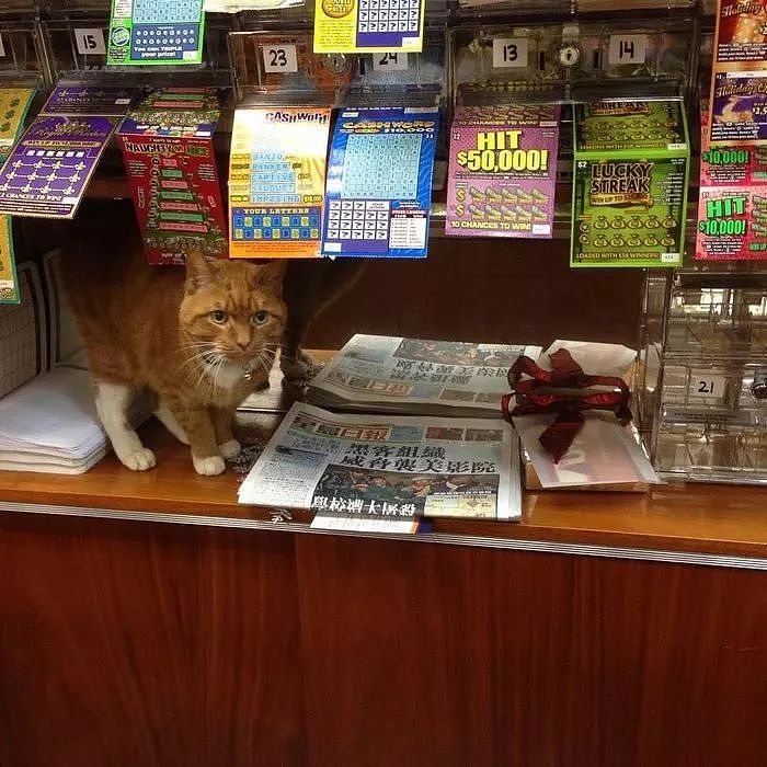 便利店捡到橘色流浪猫，它十年无休尽职看店，生意出奇好... - 12