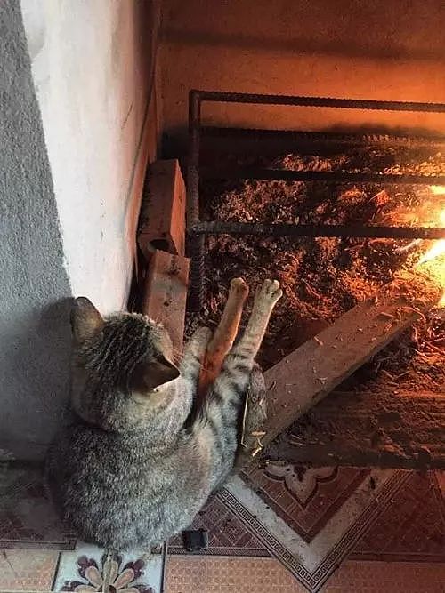 最近天气变冷，这只猫看到主人烧了堆火，于是也跟着取暖，只是... - 2