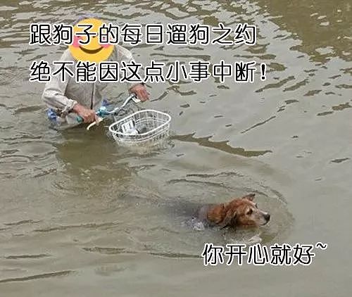 老爷爷在齐腰深水里骑车遛狗...原因竟是为了不让狗子失望！ - 4