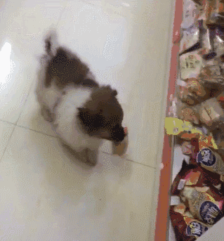 小狗把超市当成自己的家，咬着东西就走......店长：那狗，还没付钱呢？ - 1