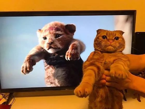 狮子王一上映，众网友纷纷拿自家猫COS，这些画面太搞笑了！ - 4