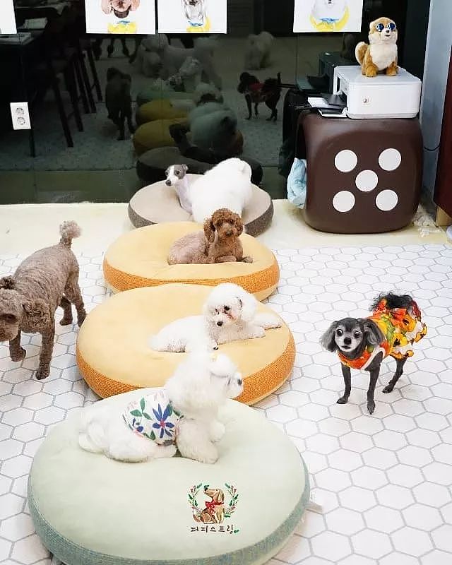 韩国狗狗幼儿园课程表曝光，原来它们上学不止打闹和睡觉！ - 44