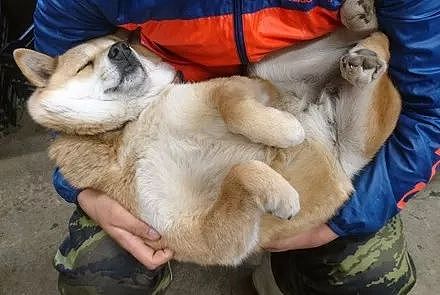 柴犬累到打瞌睡还是坚持要主人抱，最后的画面真的太暖心了..... - 3