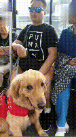 ​公交上来了一位特殊朋友大金毛，原来是导盲犬 - 3
