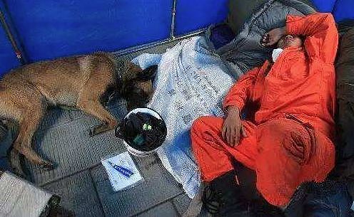 宜宾地震，搜救犬又累瘫了：请不要只在救灾时才想起Ta们的好！ - 14