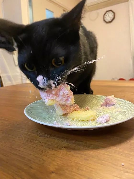 黑猫偷吃蛋糕被抓，它的表情亮了！ - 1
