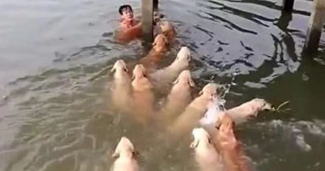 男子落水，16条狗狗集体跳水救人，这是什么神操作？ - 7