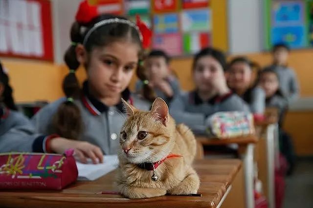误入课堂的橘猫从此赖着不走，被勒令“退学”后竟茶饭不思 - 8