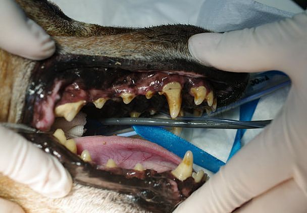 狗狗牙齿全掉光，意外和冰河世纪里的树懒撞脸，相似度100%！ - 10