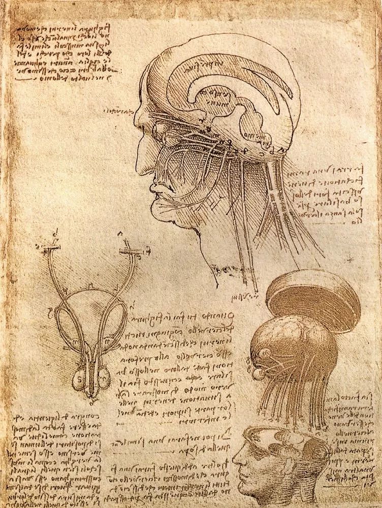 达芬奇画的大脑，竟然带来这些突破性发现 - 4