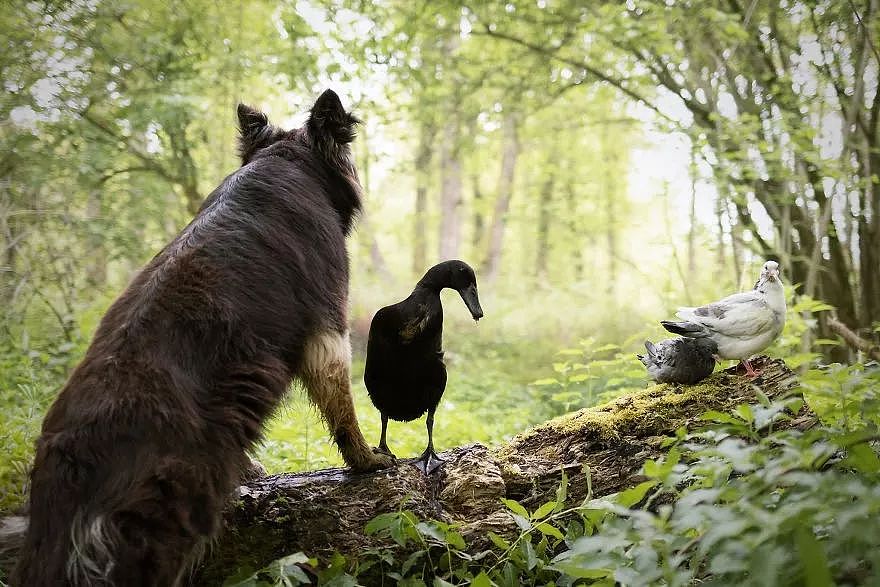 狗狗跟鸭子的友情，也令人动容 - 10
