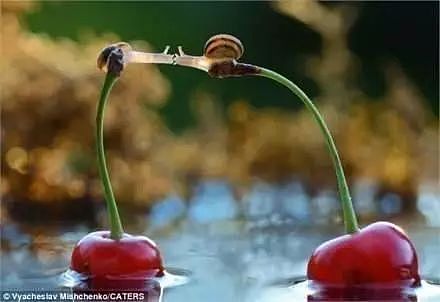 两只蜗牛在樱桃梗上接吻，被摄影师抓拍了下来，真是太浪漫了！ - 4