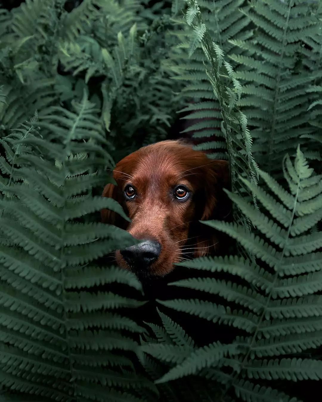 摄影师主人带着狗狗野外探险，拍出的照片美哭了！ - 1